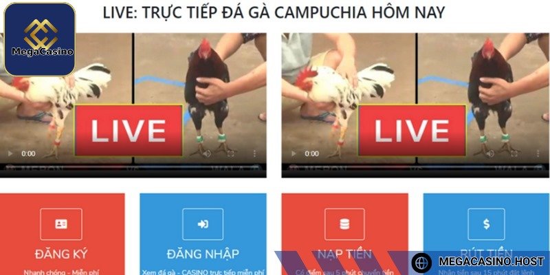 Đá gà trực tuyến cung cấp nhiều trận đấu để lựa chọn