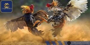 Đặt cược trận đấu cựa tròn ít rủi ro hơn