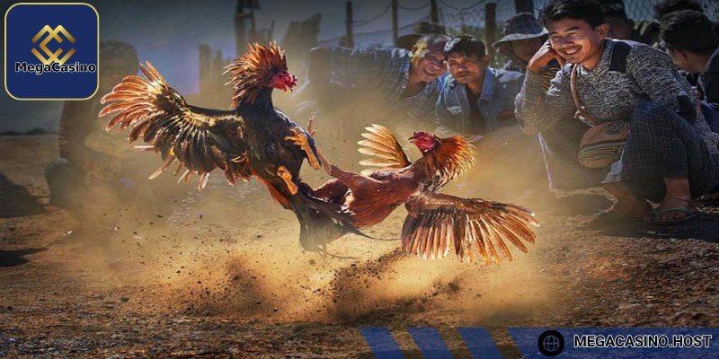 Đá gà tập trung các trận đấu thuộc hàng tuyển chọn